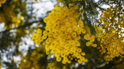 Mimosa flowers during flowering close-up, yellow, spring awakening, nature of the south of France