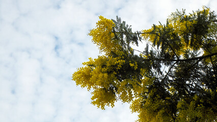 Mimosa flowers during flowering close-up, yellow, spring awakening, nature of the south of France
