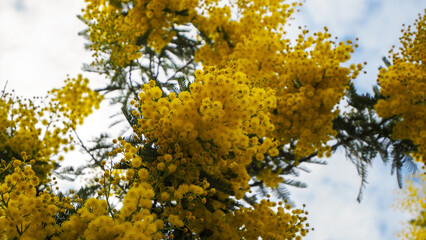 Mimosa flowers during flowering close-up, yellow, spring awakening, nature of the south of France