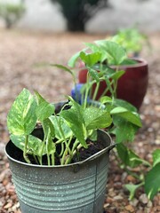 fresh herbs in the garden