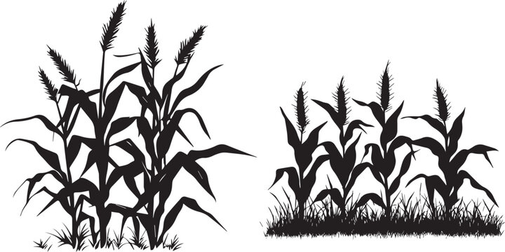set of corn plants black and white vector