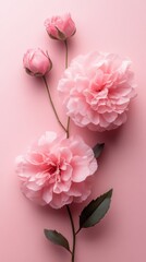 Obraz premium Elegant pink peonies and roses on soft pastel background for romantic floral design