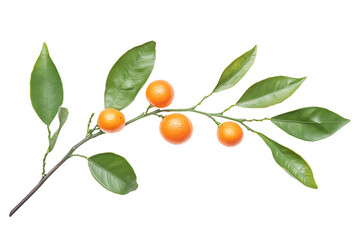 A vibrant branch featuring fresh orange fruits and lush green leaves, symbolizing nature's beauty and vitality.