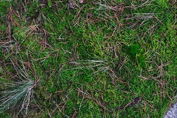 green grass on the ground