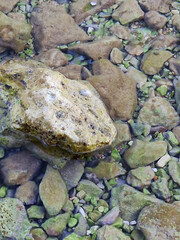Clear shallow water with rocks and small limpet shell
