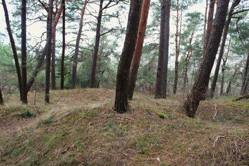 Obraz premium forest in autumn at the daytime