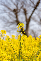 Obraz premium 菜の花