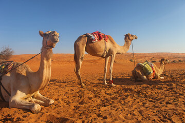 Oman, dromedaries rest in the desert of Wahiba Sands