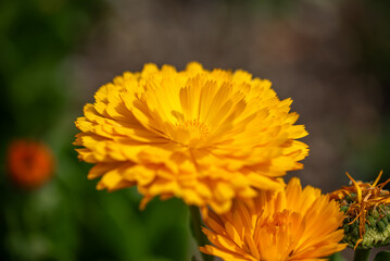 名古屋港ワイルドフラワーガーデンブルーボネット
