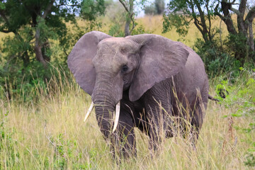 Fototapeta premium African bull elephant keeping watch