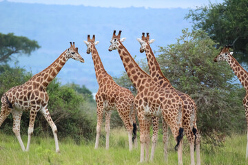 giraffe in the savannah
