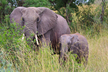 Obraz premium African elephant and her baby