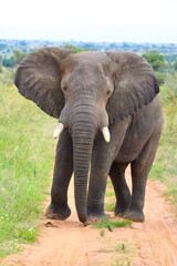 African Elephant in the wild
