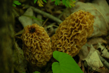 A close-up of yellow Morel Mushrooms growing together on the forest floor