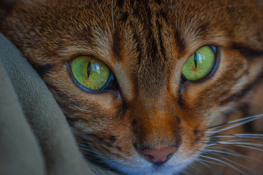 Close-Up of a Bengal Cat’s Mesmerizing Green Eyes