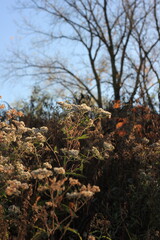 wild grasses in the fields