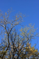 tree and sky