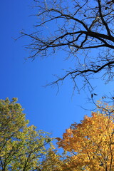 autumn trees against blue sky