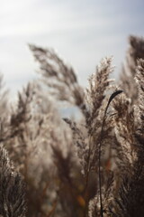 Fototapeta premium A dreamy blurry view of wild grasses inthe fields