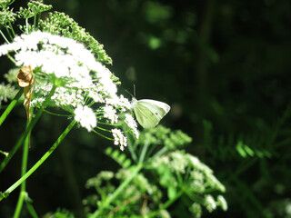 white butterfly sits on Aegopodium podagraria