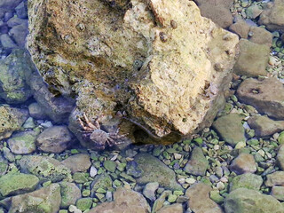 Clear shallow water with rocks and small limpet shell