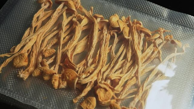 Psilocybin psychedelic magic mushrooms. Magic shrooms macro close up, micro-dosing concept, alternative medical therapy and treatment with natural remedies. Psychoactive hallucination dried mushroom.