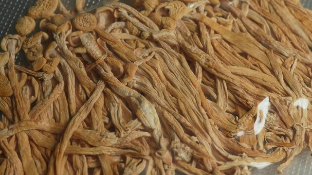 Psilocybin psychedelic magic mushrooms. Magic shrooms macro close up, micro-dosing concept, alternative medical therapy and treatment with natural remedies. Psychoactive hallucination dried mushroom.