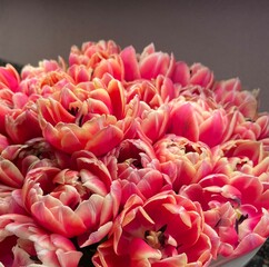 bouquet of pink tulips