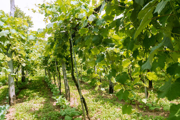 green vineyards in the middle of the mountains in Georgia on a clear sunny summer day