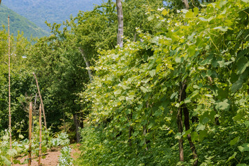 green vineyards in the middle of the mountains in Georgia on a clear sunny summer day