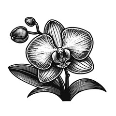 Hand-Drawn Orchid Flower Illustration