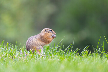 Gopher stands in the grass on a summer day