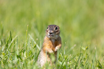 Speckled ground squirrel animal standing in the grass eating something