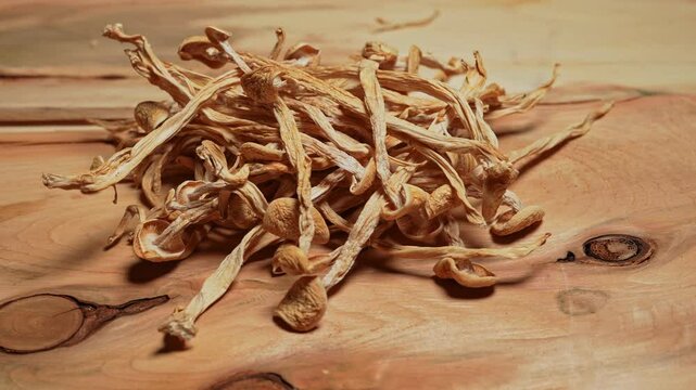 Magic Mushroom macro close up, Psilocybin psychedelic shrooms or Golden Teacher. Micro-dosing concept. Psilocybe cubensis, known as golden halo, cube, or gold cap with psilocin. Fungus family.