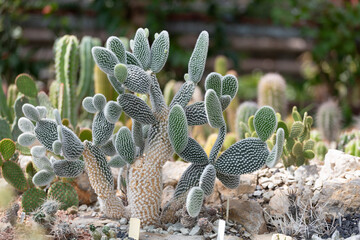 Various cactuses close up grow among stones