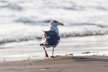 Seagull standing on the shore close-up