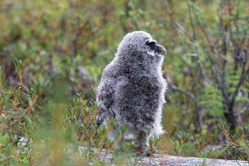 Nestling Great Gray Owl sitting on a log close up
