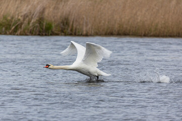 White swan flies over water close up