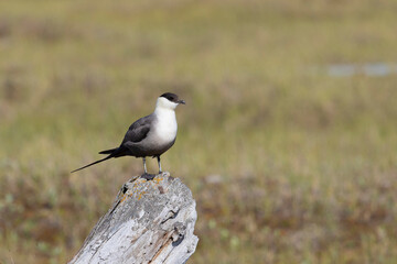 Long-tailed jaeger bird sitting on the tree