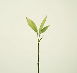 Fototapeta premium Fresh Bamboo Sprout Against Light Background
