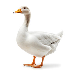 white goose isolated on white