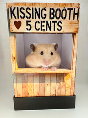 Cute Syrian hamster in a wooden kissing booth for Valentine’s Day  looking adorable