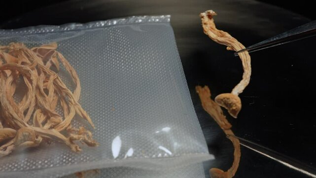 Scientist examining magic mushrooms for health therapy research. Laboratory set, psilocybin mushrooms microdosing discovery and development. Mental health clinic trial treatment for PTSD depression.