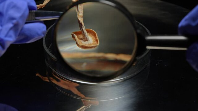 Scientist examination magic mushrooms with magnifying glass for health therapy research. Laboratory set psilocybin mushrooms microdosing discovery and development. Mental health clinic trial treatment