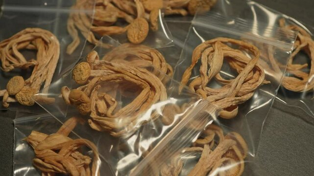 Psilocybin psychedelic magic mushrooms. Magic shrooms macro close up, micro-dosing concept, alternative medical therapy and treatment with natural remedies. Psychoactive hallucination dried mushroom.