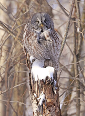 Great Grey Owl sitting on a tree branch in the forest, Quebec, Canada