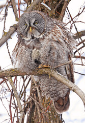 Great Grey Owl sitting on a tree branch in the forest, Quebec, Canada