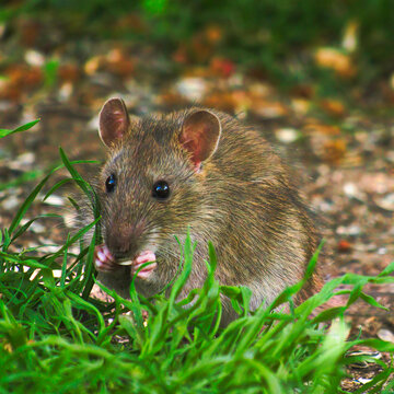 Ratte