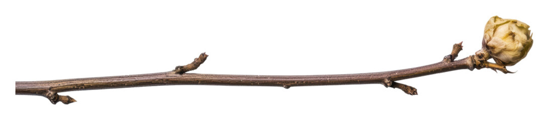 Fototapeta premium Twig with dried bud on clear background