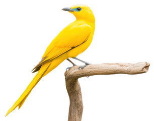 Fototapeta premium Bright yellow bird perched on branch with elegance